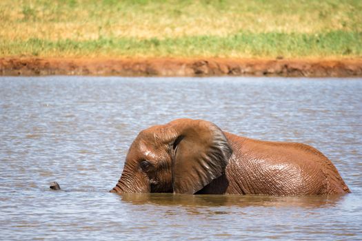 The elephants bathe in the waterhole in the savannah