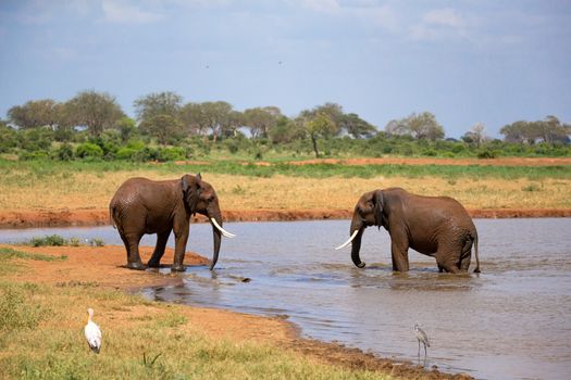 Some red elephants on the waterhole in the savannah of Kenya
