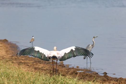 The big bird marabou has spread its wings to dry