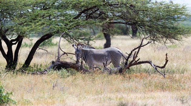 A grevy zebra standing under the tree in the Samburu National park