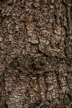 spruce fir bark softwood tree texture background in mixed forest