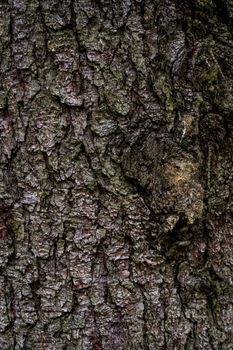 spruce fir bark softwood tree texture background in mixed forest