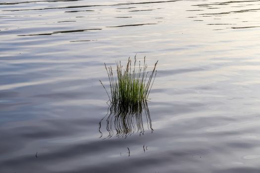 Beautiful landscape at the coast of a lake with a reflective water surface and some grass and reed