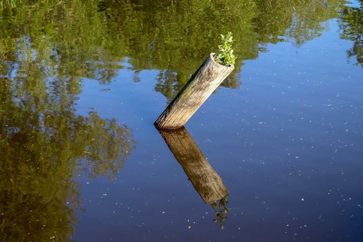 Beautiful landscape at the coast of a lake with a reflective water surface and some grass and reed