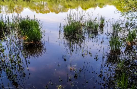 Beautiful landscape at the coast of a lake with a reflective water surface and some grass and reed