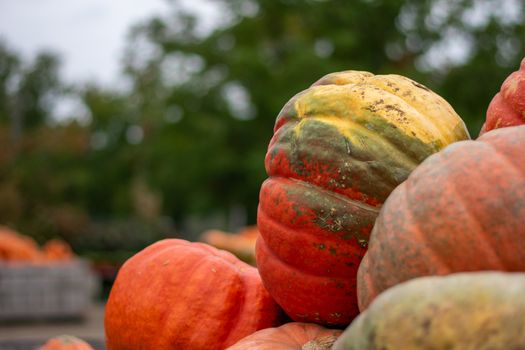 A Large Orange and Green Pumpkin in a Pile With Other Pumpkins at a Farmer's Market