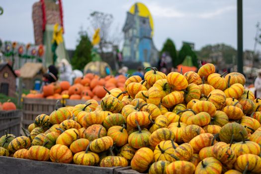 A Pile of Small Yellow Pumpkins With Stripes at a Farmer's Market Decorated For Fall and Halloween