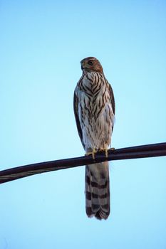 Juvenile light morph Red-tailed hawk Buteo jamaicensis perches on a wire in Naples, Florida