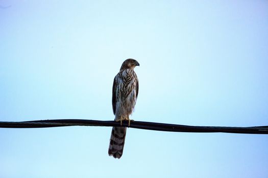 Juvenile light morph Red-tailed hawk Buteo jamaicensis perches on a wire in Naples, Florida