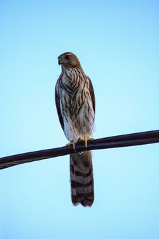 Juvenile light morph Red-tailed hawk Buteo jamaicensis perches on a wire in Naples, Florida