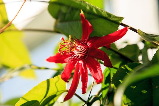 Red scarlet flame passionflower vine in Naples, Florida