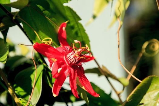 Red scarlet flame passionflower vine in Naples, Florida