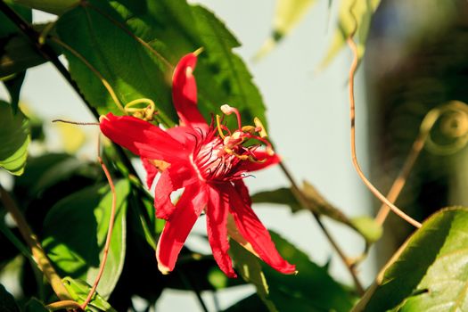 Red scarlet flame passionflower vine in Naples, Florida