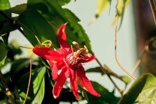 Red scarlet flame passionflower vine in Naples, Florida