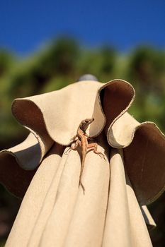 Brown Cuban anole Anolis sagrei hangs off a brown fabric umbrella in Naples, Florida.