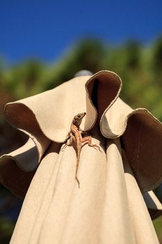 Brown Cuban anole Anolis sagrei hangs off a brown fabric umbrella in Naples, Florida.