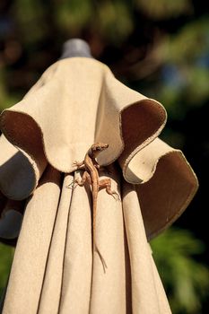 Brown Cuban anole Anolis sagrei hangs off a brown fabric umbrella in Naples, Florida.