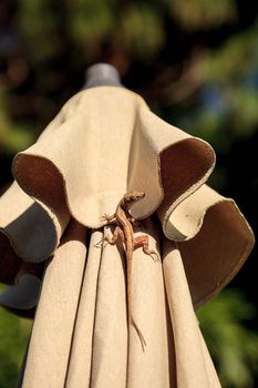 Brown Cuban anole Anolis sagrei hangs off a brown fabric umbrella in Naples, Florida.