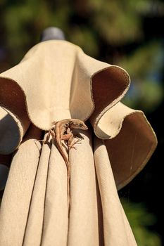 Brown Cuban anole Anolis sagrei hangs off a brown fabric umbrella in Naples, Florida.