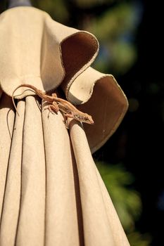 Brown Cuban anole Anolis sagrei hangs off a brown fabric umbrella in Naples, Florida.