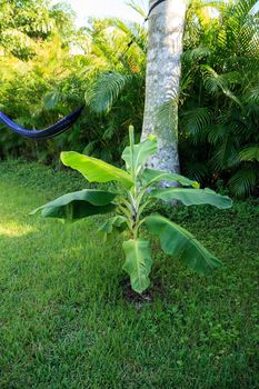 Young banana tree plant with broad leaves grows in tropical Naples, Florida