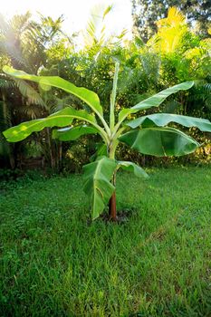 Young banana tree plant with broad leaves grows in tropical Naples, Florida