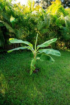 Young banana tree plant with broad leaves grows in tropical Naples, Florida