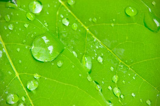 Closeup dew drops on leaves in the morning sunlight and green environment. Water droplets come from the rain on the leaves. The concept of beauty and perfection that nature has created.