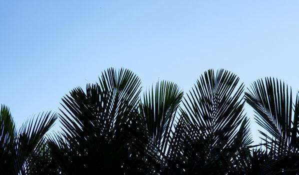 Silhouette palm trees leaf on the beautiful sky background.