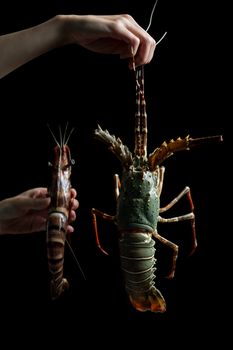 Woman hand holding fresh raw Tiger Prawn and spiny lobster on black background.