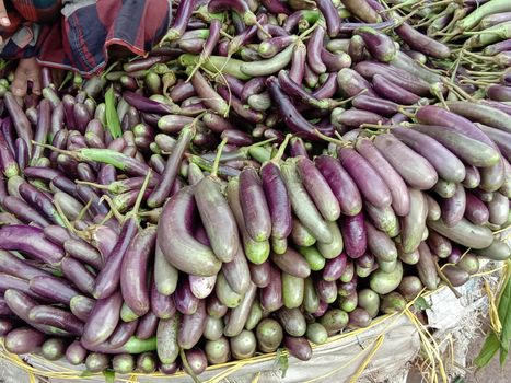 Fresh and healthy Raw Eggplant Stock on Shop