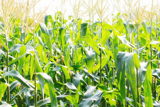 Corn field with sunlight at a daytime.