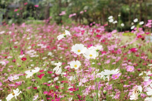 Cosmos in the garden of dries in summer.