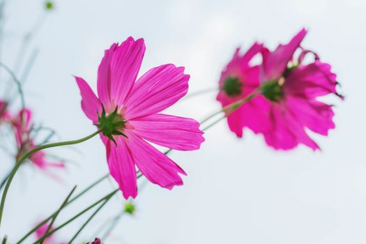 Cosmos with beautiful at the sky.