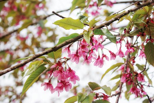 Pink cherry blossom with beautiful at sky.