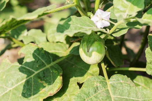 Eggplant on tree with the sunlight.