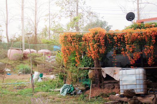 flowers and natural at home in the countryside.