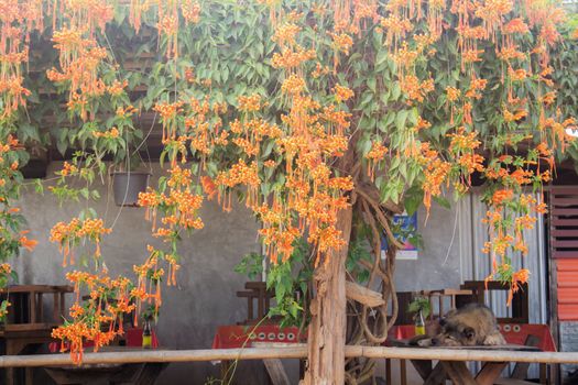 Orange flowers of countryside at home stay.