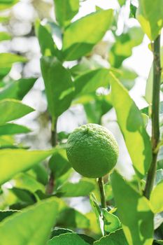 Lemon on branch with the sunlight in farm.