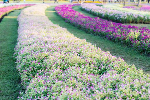 Flowers in the garden in a row of beautiful.