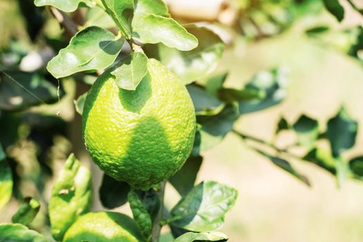 Lemon on tree with the sunlight.