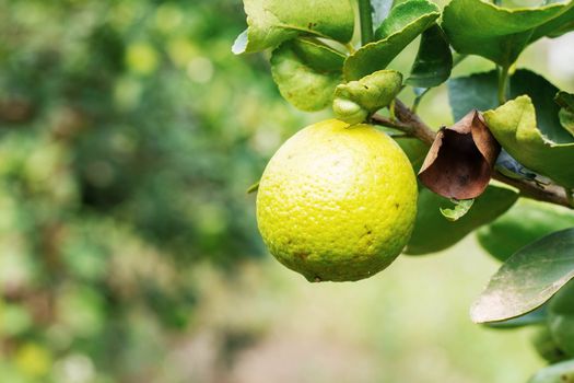 Lemon on tree in farm of a daytime.