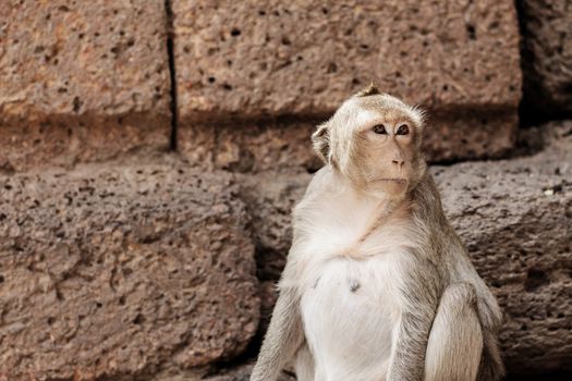 Monkey are sitting on brick with the background.