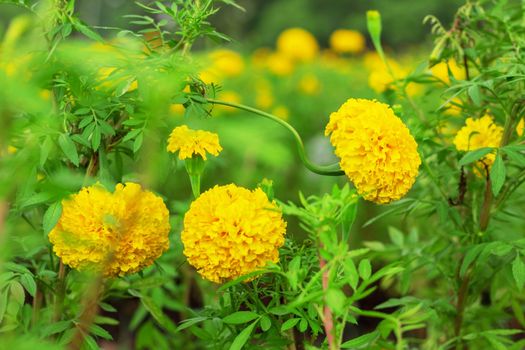 Marigold in the garden with nature.