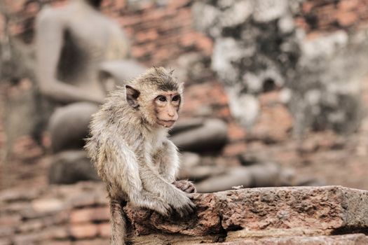 Monkey on brick with the old Buddha.