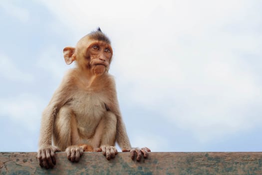 Monkey sitting on the iron rail with the sky.