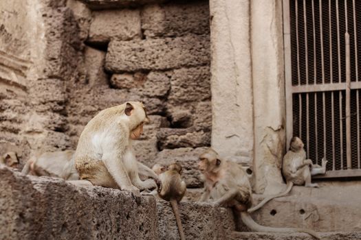 Monkeys sit together in groups on the old buildings.