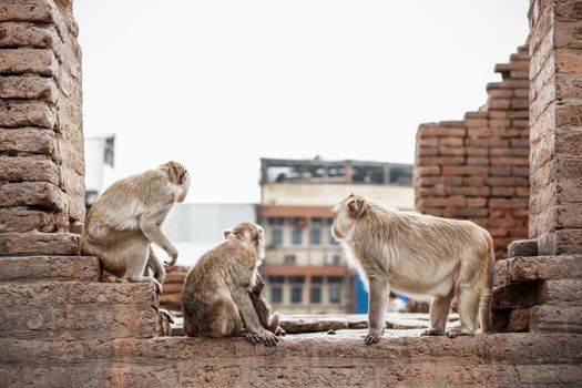 Monkeys of groups on the old buildings.