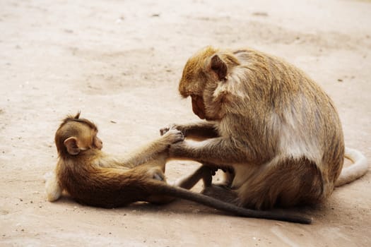 Monkey are taking care of baby on the ground.