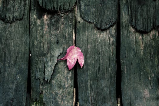 Old wooden of surface and maple leaves with background.